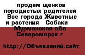 продам щенков породистых родителей - Все города Животные и растения » Собаки   . Мурманская обл.,Североморск г.